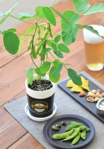 育てる　黒えだ豆　栽培セット