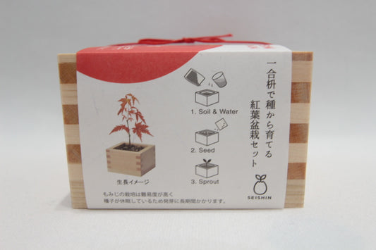 ソダテマス　盆栽栽培セット　03もみじ